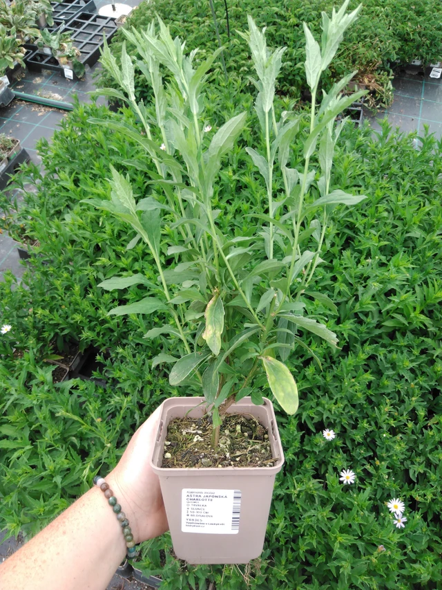 Aster japonés Charlotte - 2024