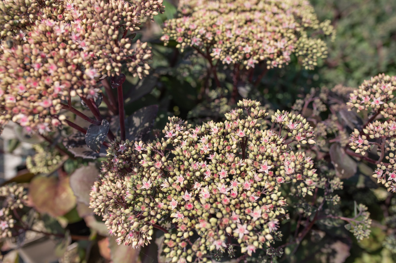 Sedum Matrona, Loukykvět