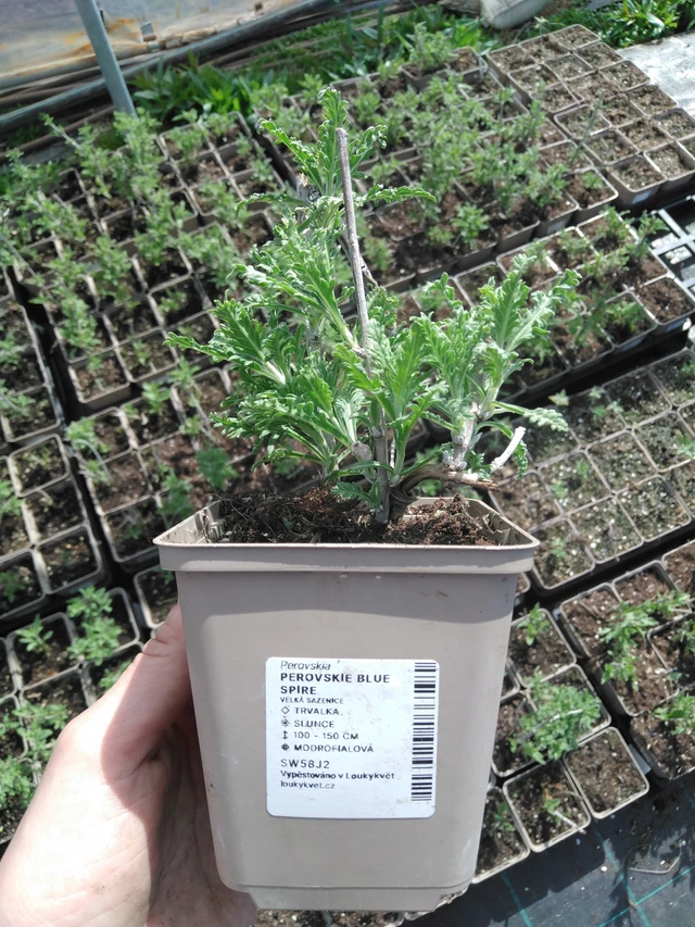 Pioska Blue Spire - 2024