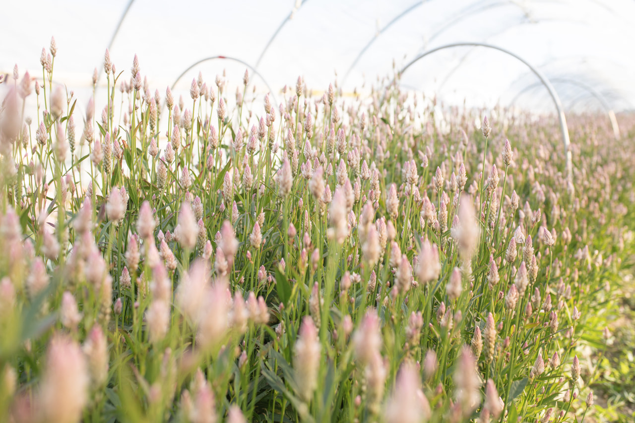 Celosía Xantippe, Loukykvět