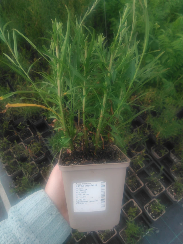 Asteri Erlkönig - 2024