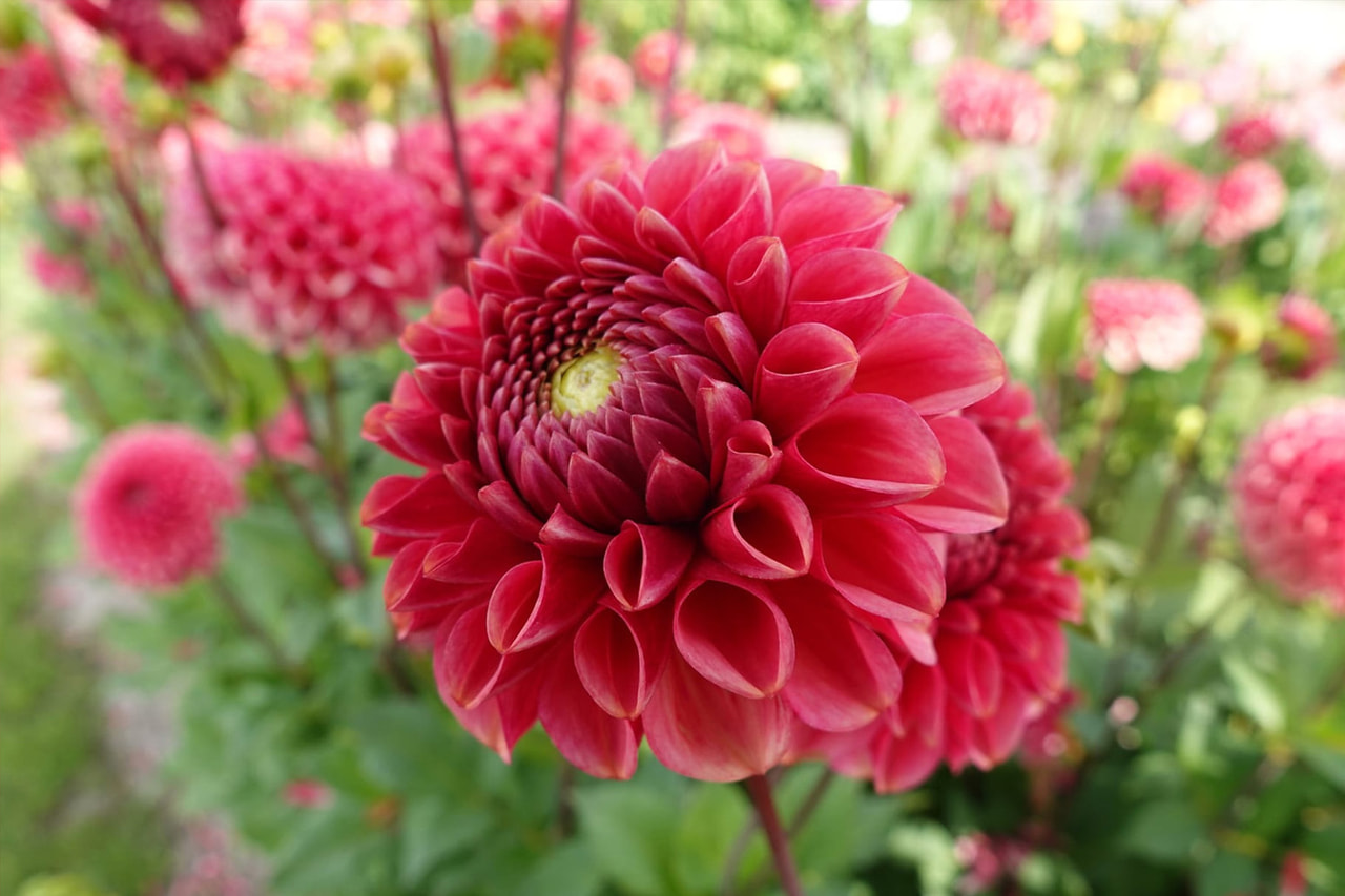 Dalia Ariston, Loukykvět