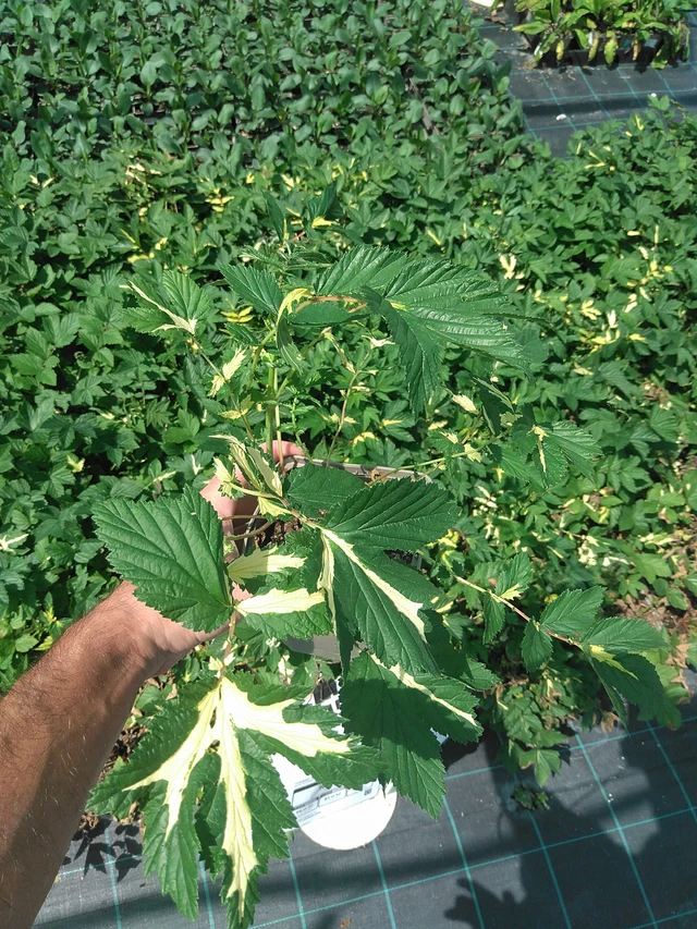 Filipendula Variegata - 24. 6. 2025