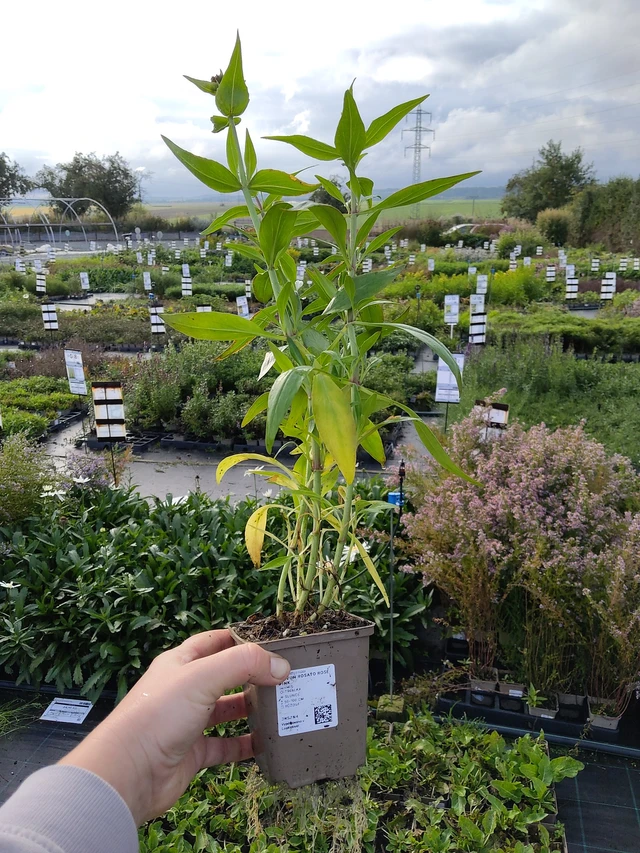 Komeapunikki Rosato Rose Pink - 9. 10. 2025