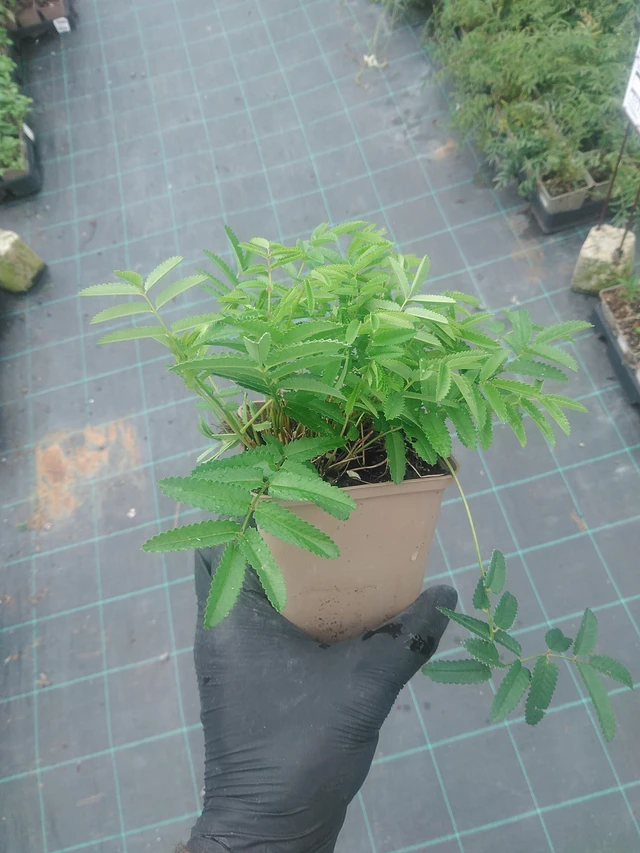 Sanguisorba Pink Tanna - 10. 9. 2025