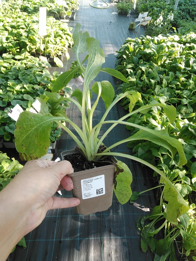 Sormustinkukka Camelot Lavender - 19. 8. 2025