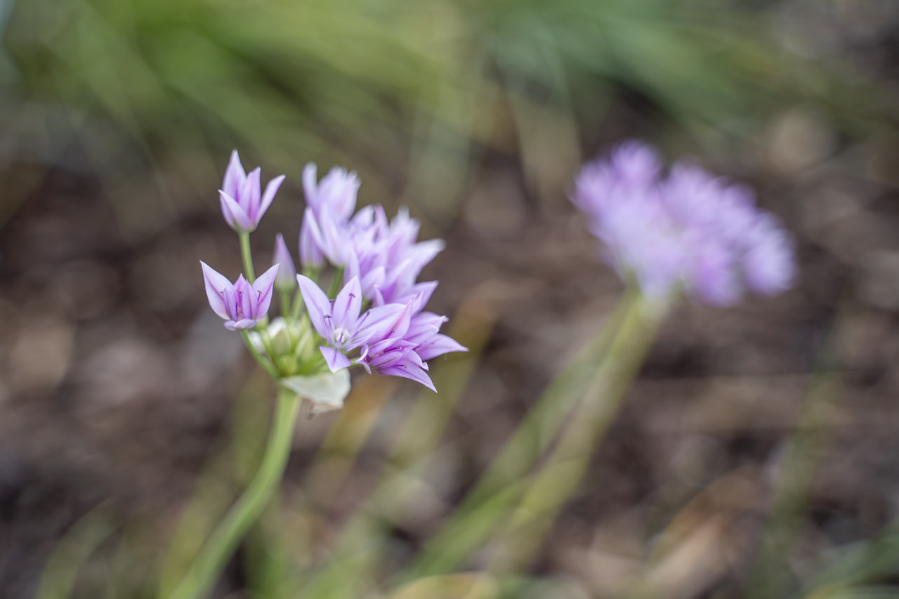 Allium unifolium Eros, Loukykvět
