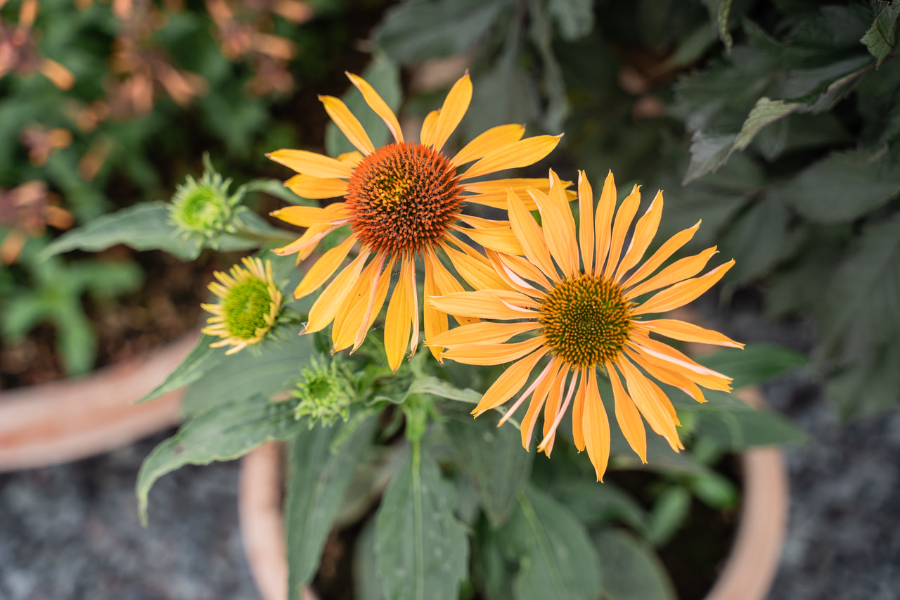 Echinacea Big Kahuna, Loukykvět