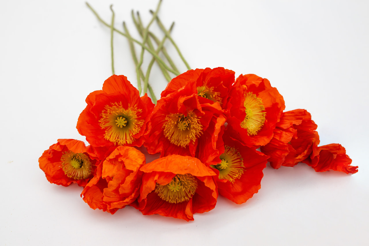 Valmue Colibri Arancio, Loukykvět