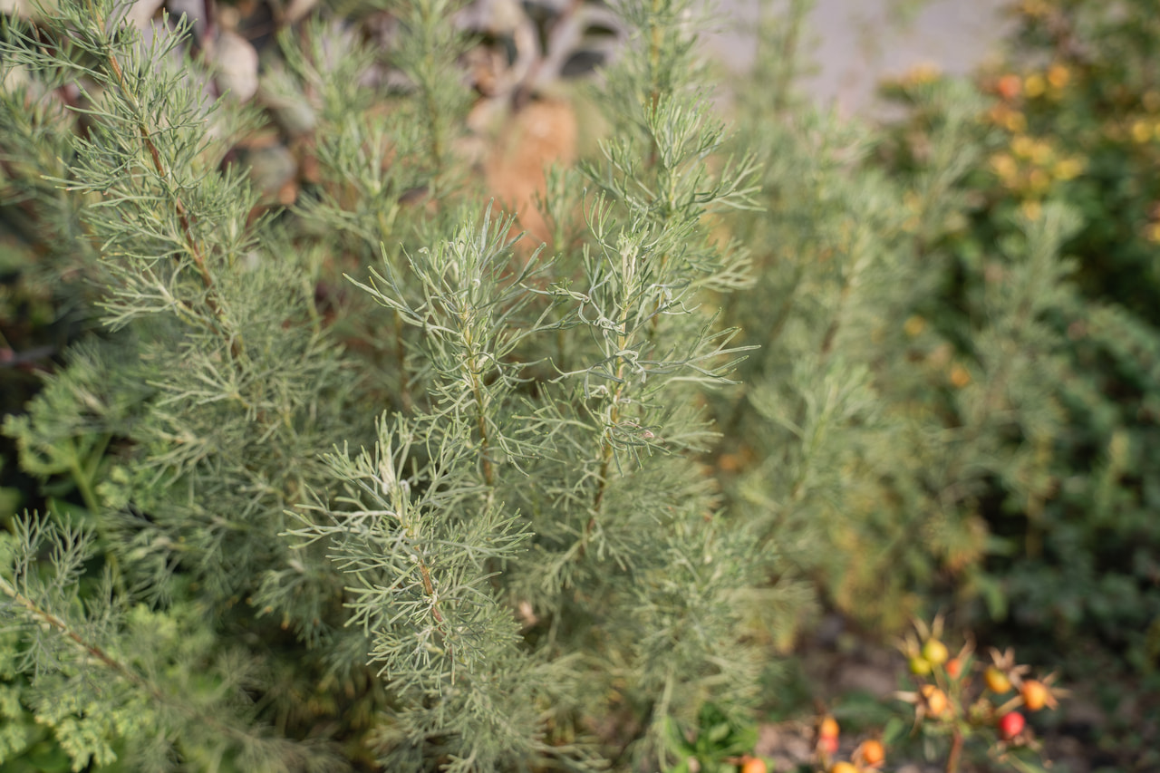 Artemisia Coca Cola, Loukykvět