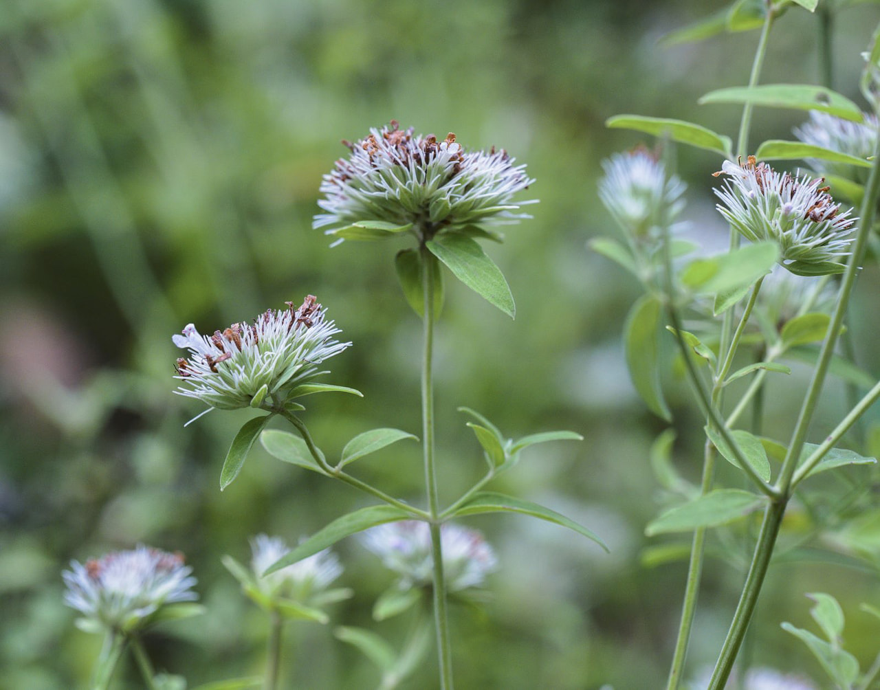 Vuoriminttu Flexuosum, Loukykvět