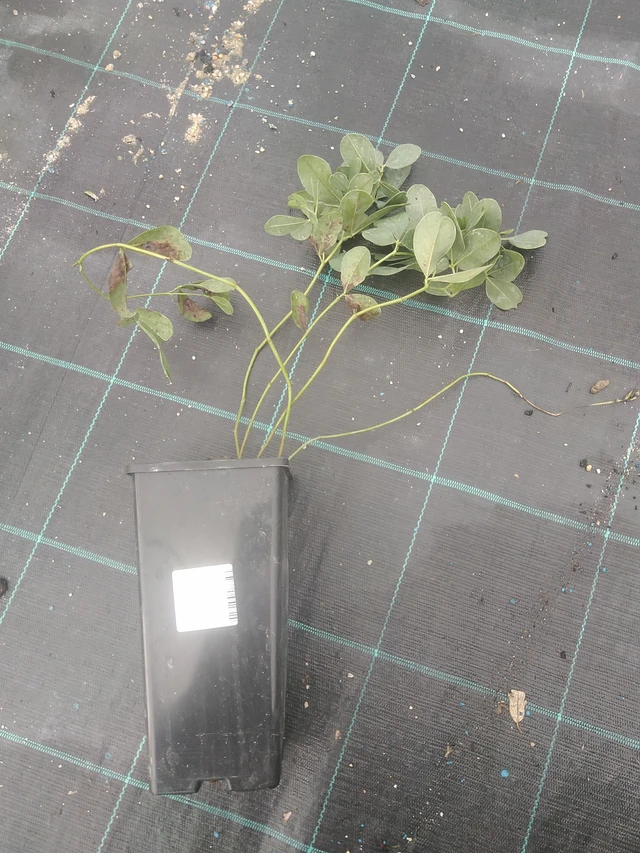 Valkovaleindigo - 10. 10. 2025