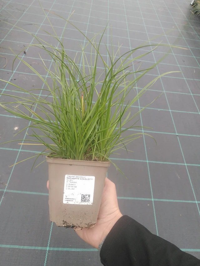 Luhtavilla - 10. 10. 2025