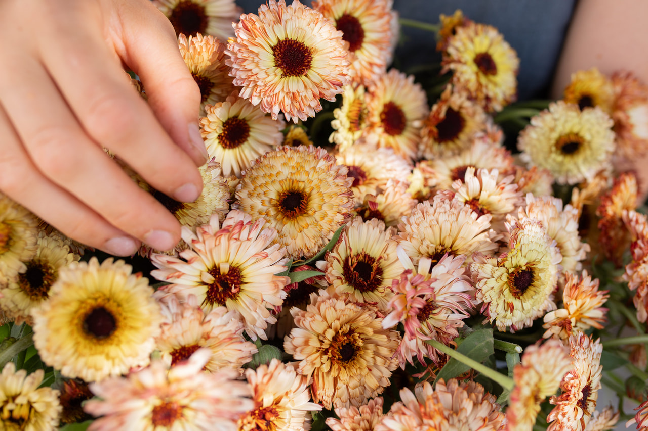 Marigold Pygmy Buff, Loukykvět