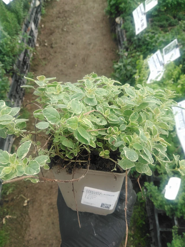 Oregano Aureum Variegata - 10. 9. 2025