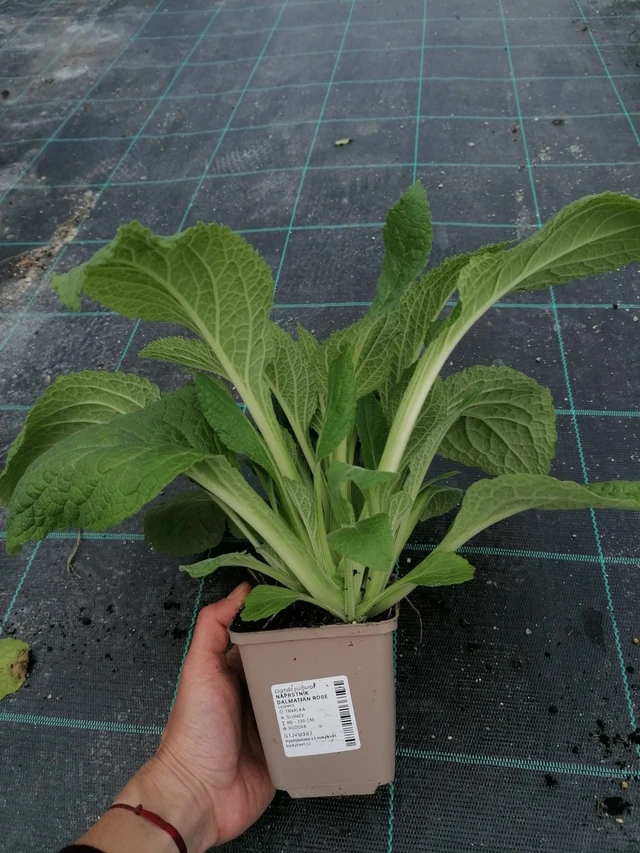 Sormustinkukka Dalmatian Rose - 2024