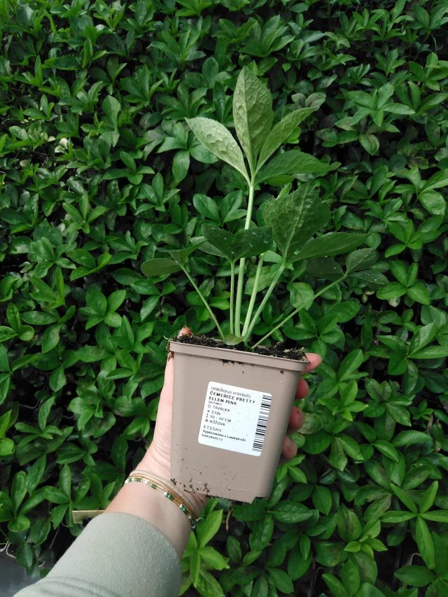 Jouluruusu Pretty Ellen Pink - 2024