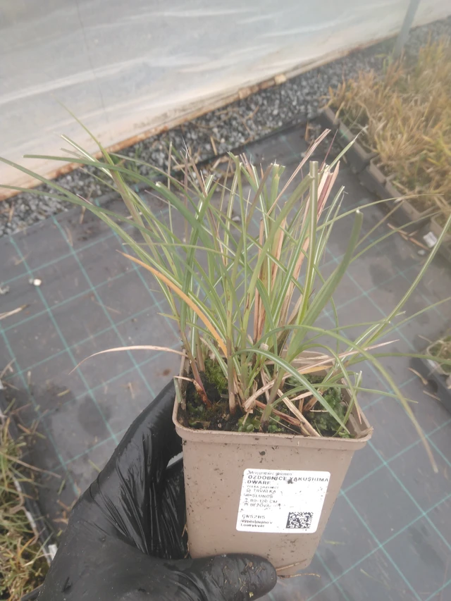 Miscanthus Yakushima Dwarf - 23. 10. 2025