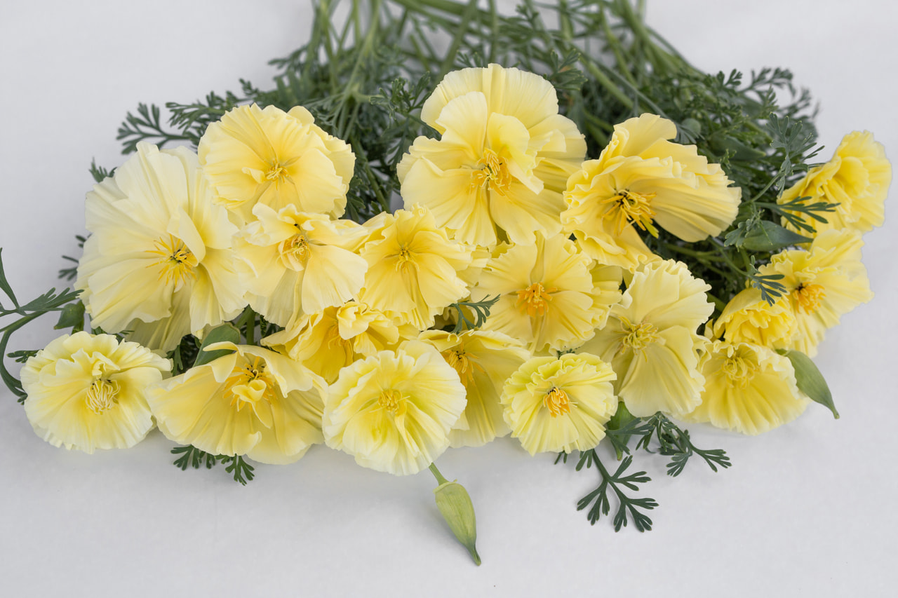 California Poppy Cream Swirl, Loukykvět