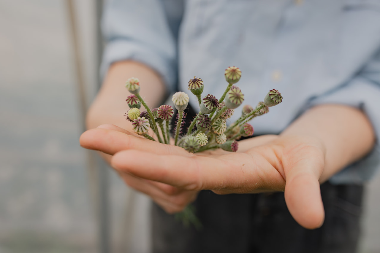 Klaproos Mother of Pearl, Loukykvět