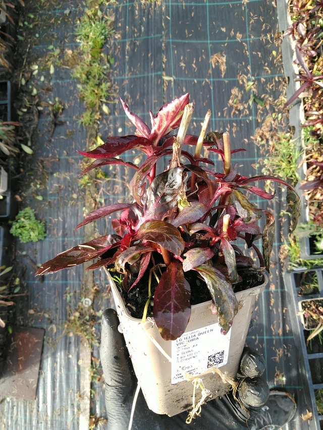 Lobelia Queen Victoria - 31. 10. 2025