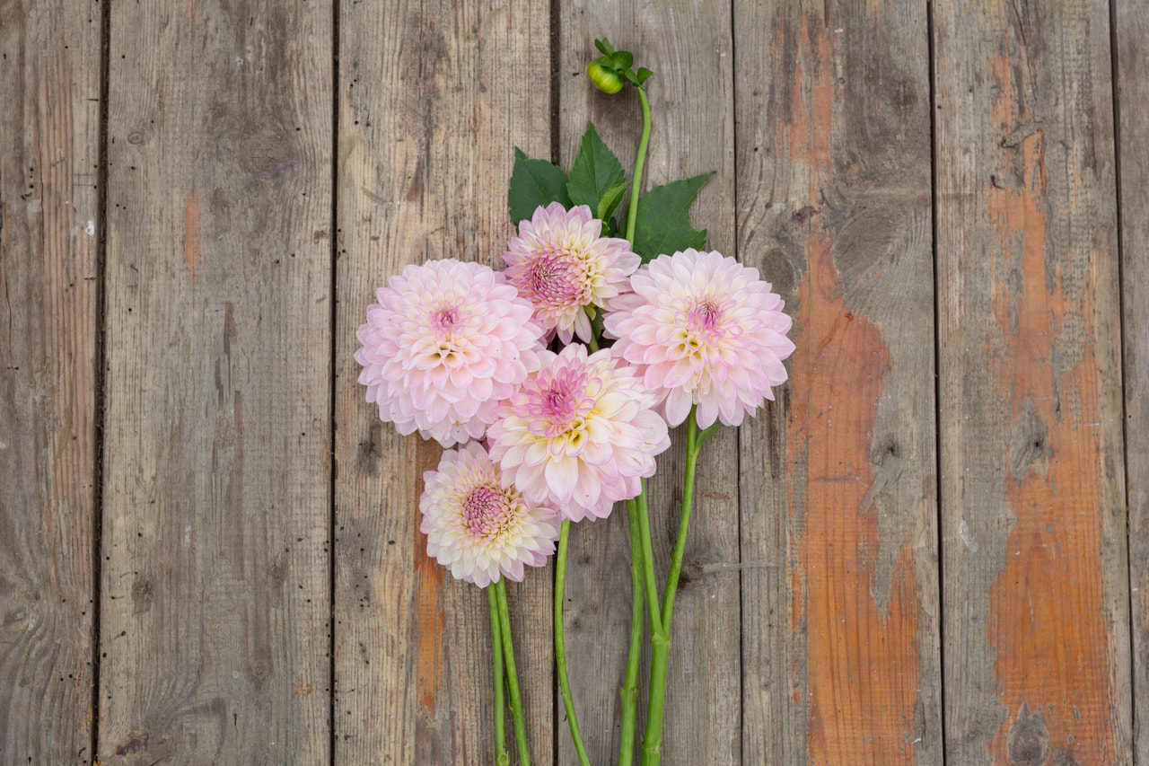 Dalia Sefton Silvertop, Loukykvět