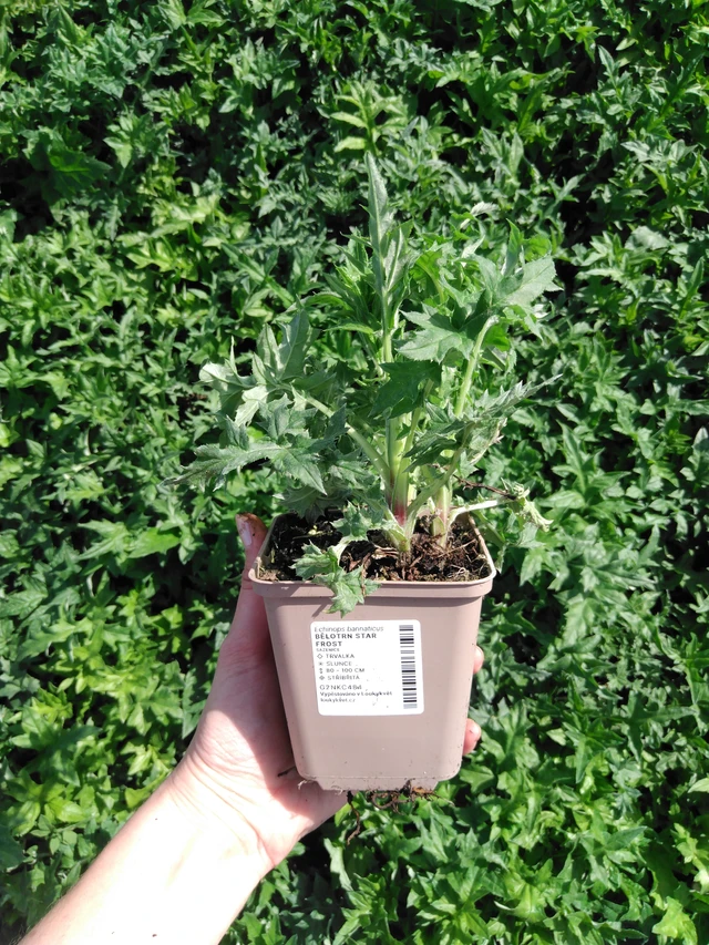 Sinipallo-ohdake Star Frost - 2024