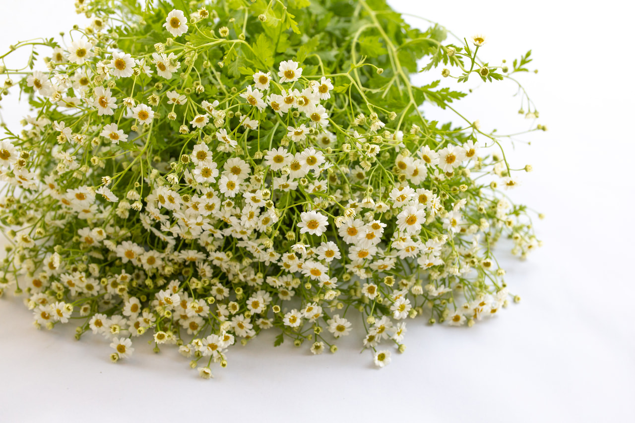 Reunuspietaryrtti Campagne, Loukykvět