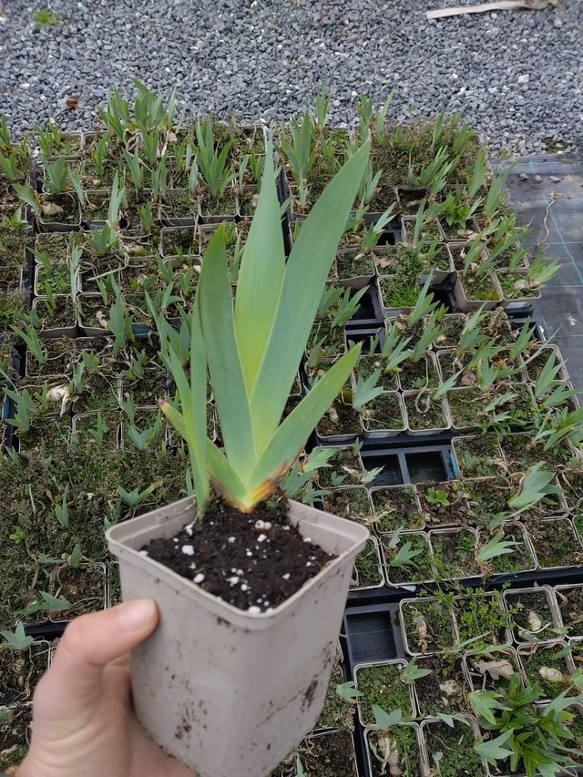 Kurjenmiekka Lugano - 21. 4. 2026