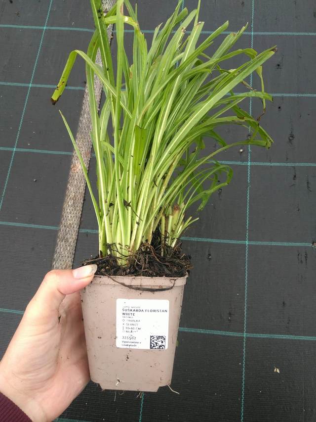 Punatähkä Floristan White - 11. 7. 2025