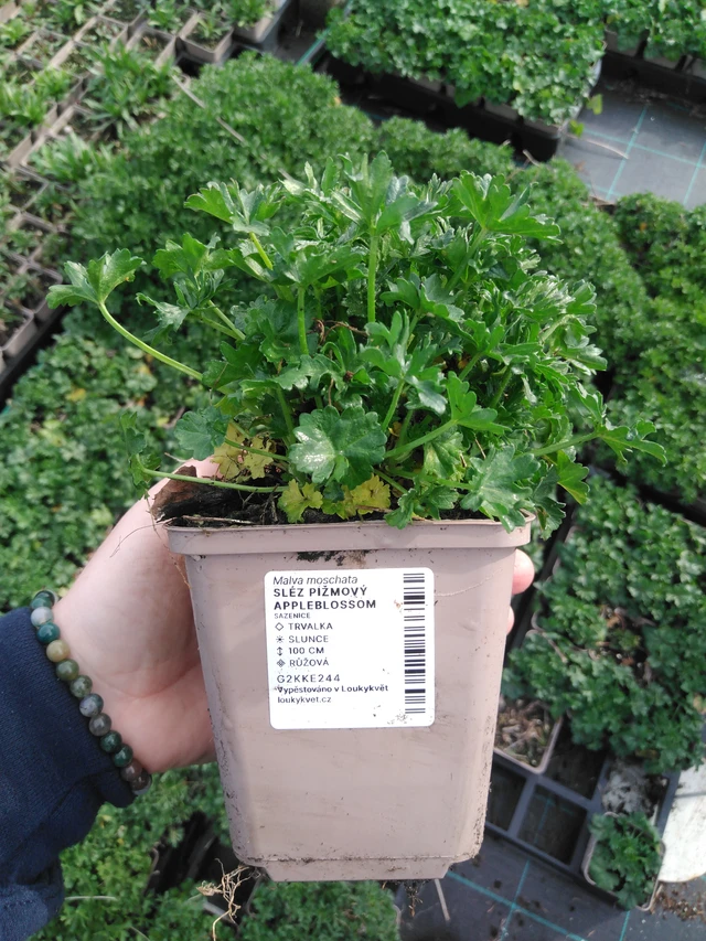 Myskimalva Appleblossom - 2024
