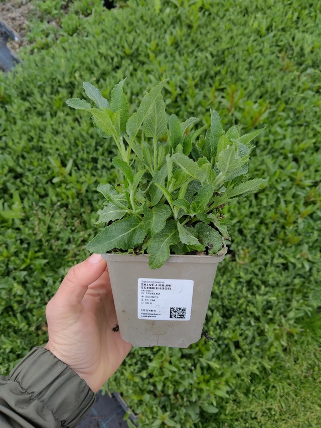 Salvia Schneehügel - 13. 5. 2026