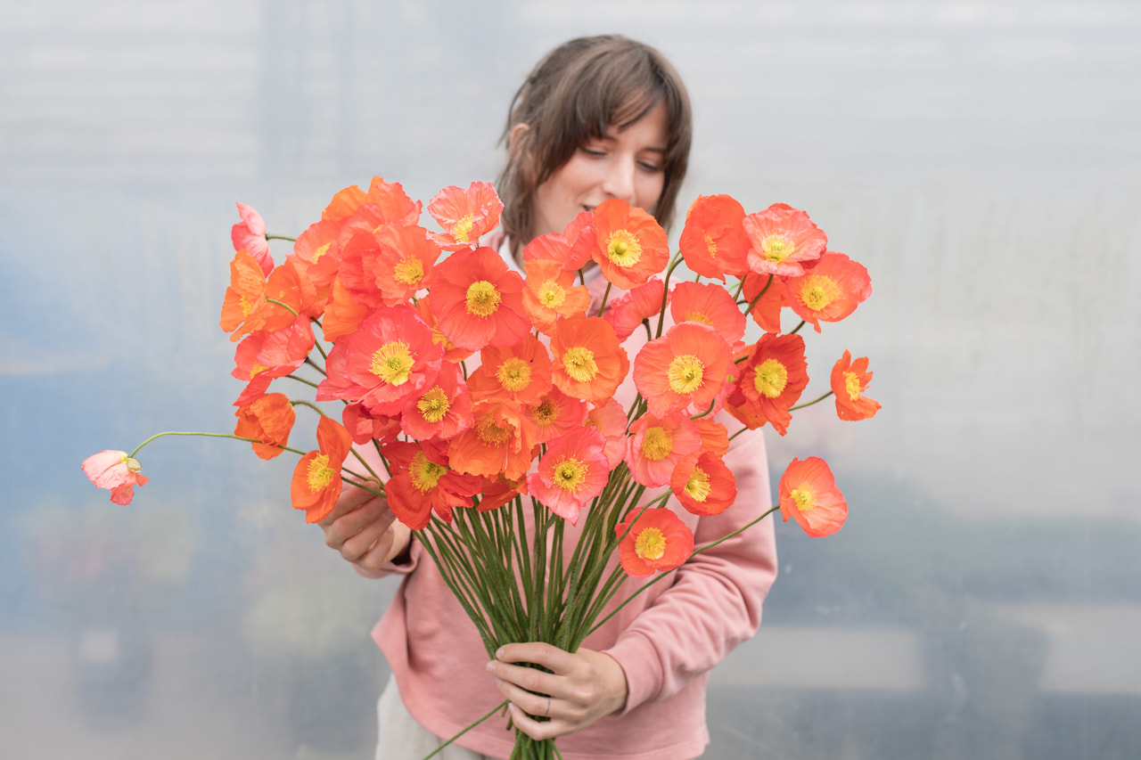 Amapola Champagne Bubbles Salmon Shades Mix, Loukykvět