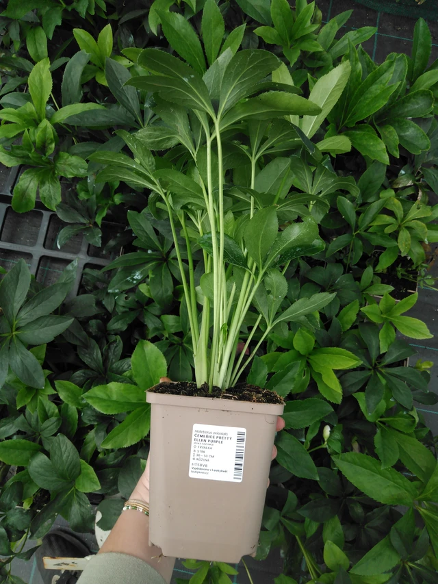 Jouluruusu Pretty Ellen Purple - 2024