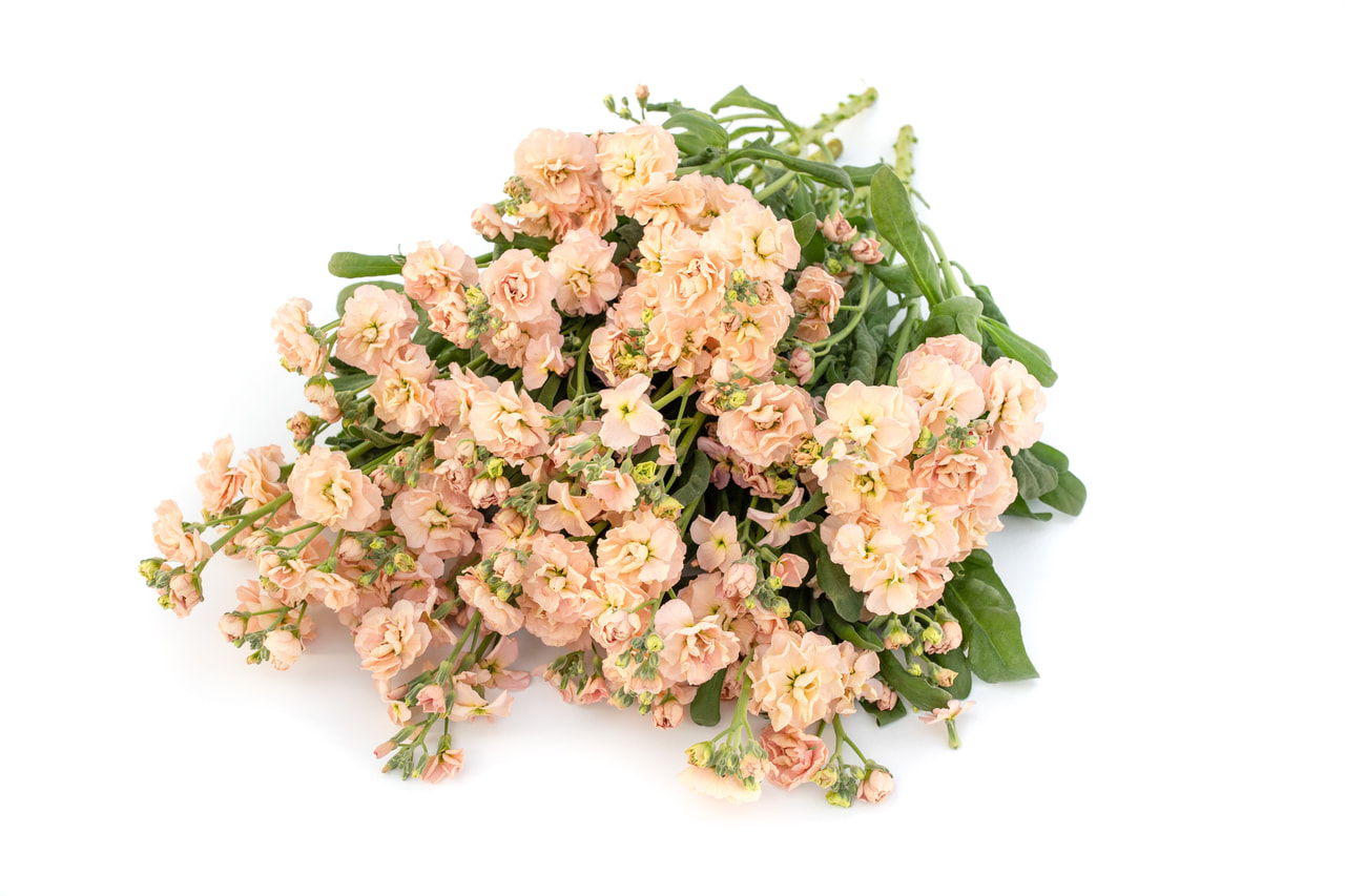 Stock Quartet Apricot, Loukykvět