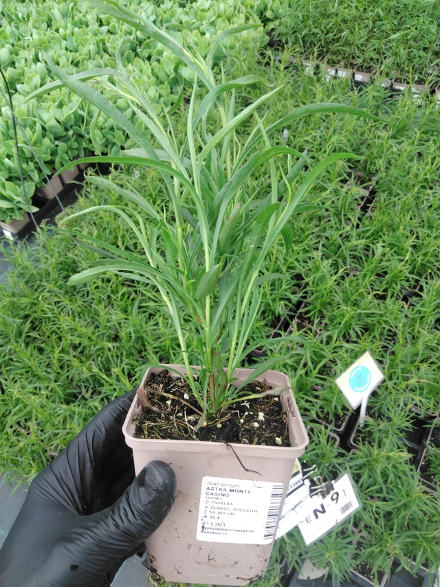 Kanerva-asteri Monte Cassino - 2024