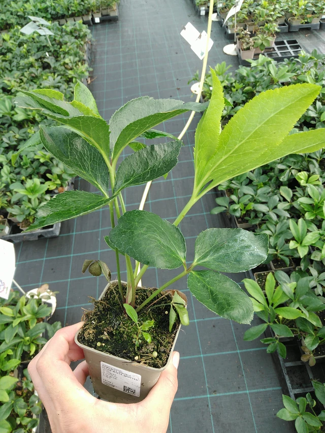 Jouluruusu Double Ellen White Spotted - 28. 7. 2025