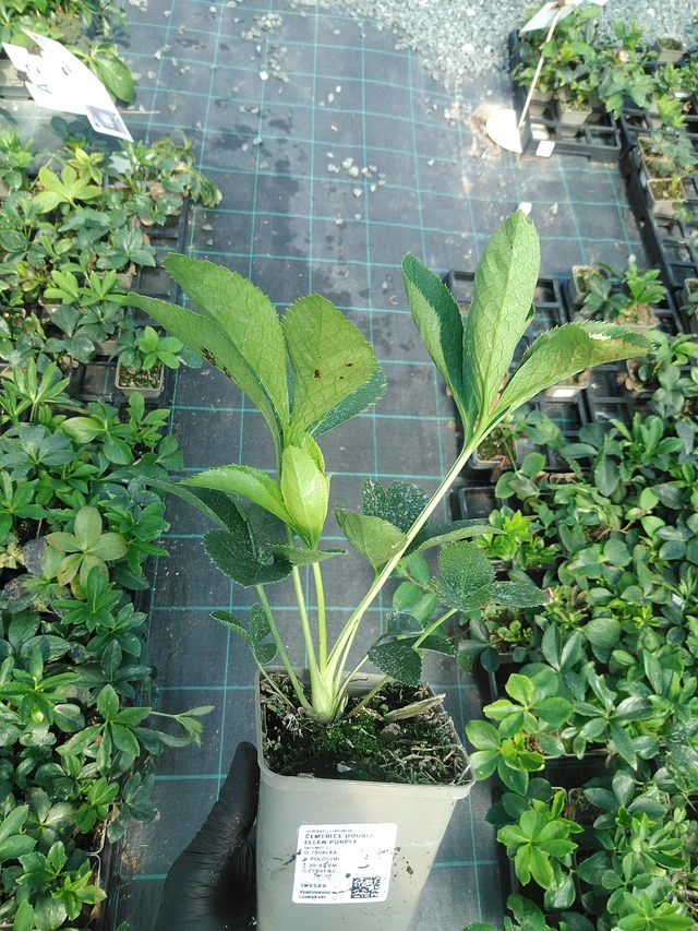 Jouluruusu Double Ellen Purple - 19. 8. 2025