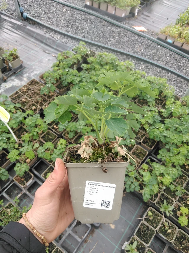 Lehtoakileija Nora Barlow - 20. 4. 2026