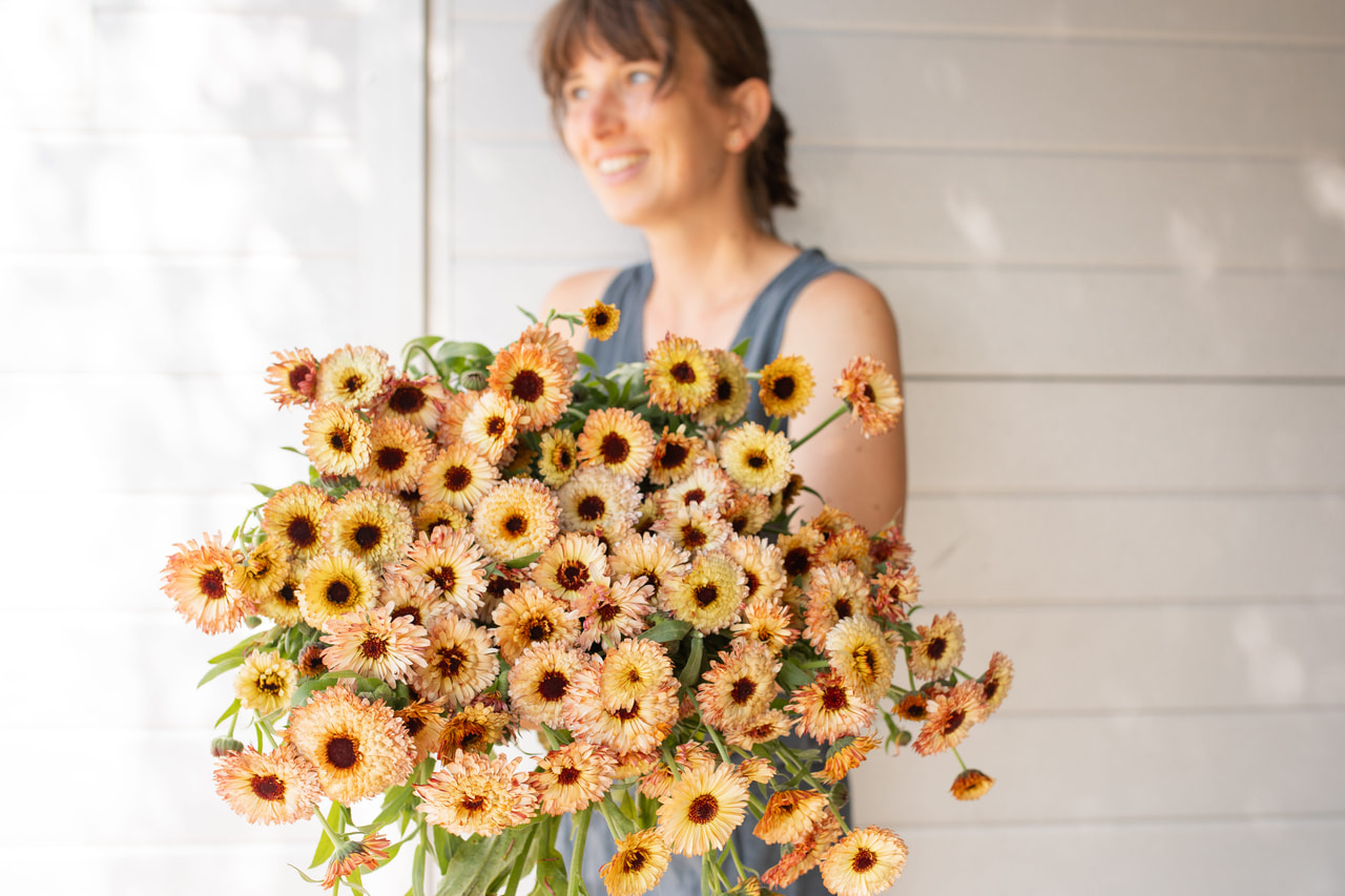 Marigold Pygmy Buff, Loukykvět