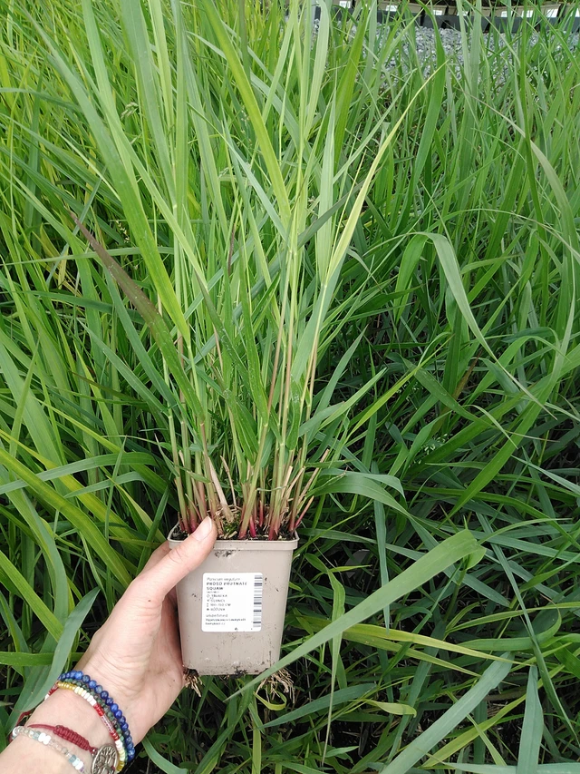 Panicum Squaw - 9. 6. 2025
