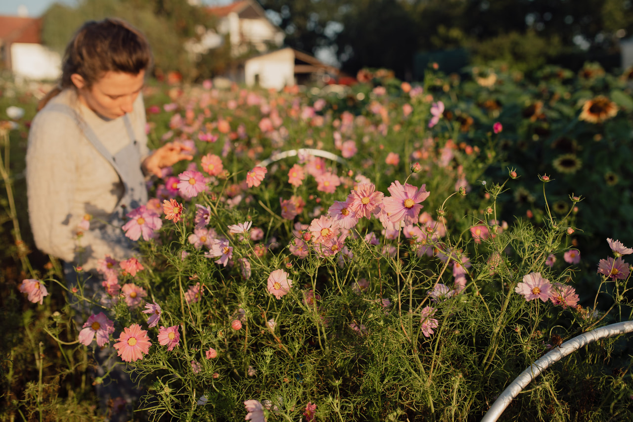 Cosmos Apricotta, Loukykvět