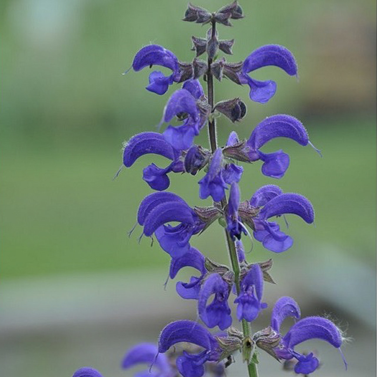 Salvia pratensis Twilight Serenade, Loukykvět