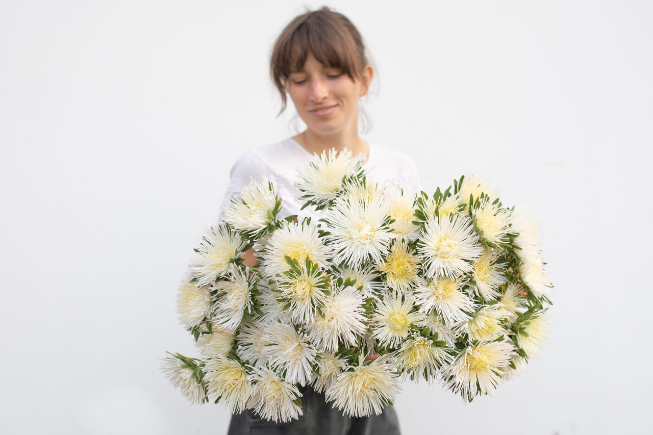 Kiinanasteri Valkyrie Isolde White, Loukykvět