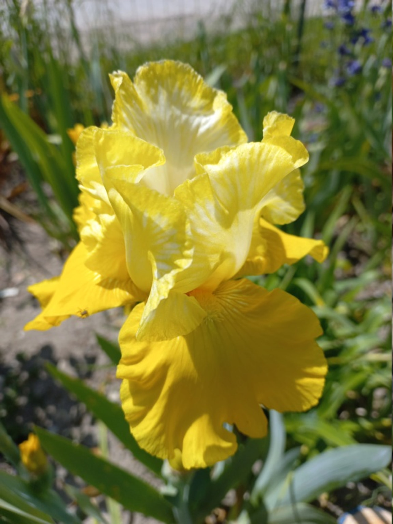 Kurjenmiekka Lune et Soleil, Loukykvět