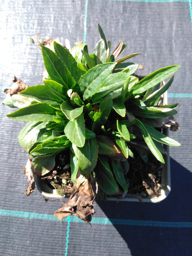 Kellopeippi Alba - 3. 4. 2025