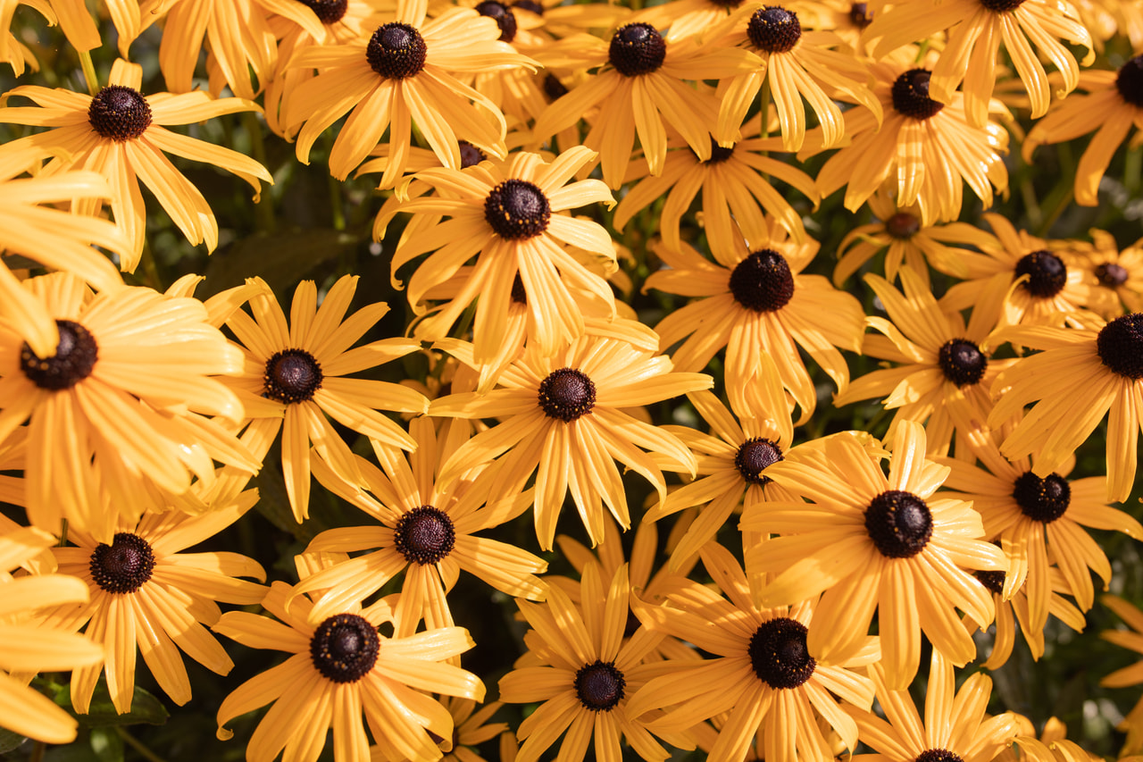 Sädepäivänhattu Goldsturm, Loukykvět