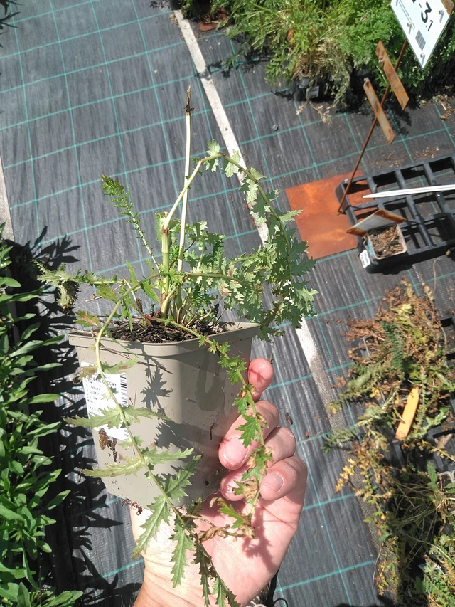 Reina de los prados - 24. 6. 2025