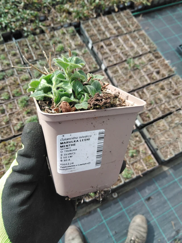 Metsäkalaminttu Menthe - 8. 4. 2025