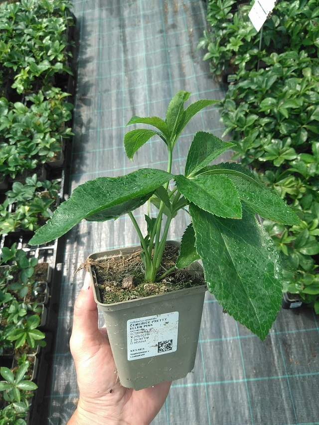 Jouluruusu Pretty Ellen Pink - 24. 6. 2025